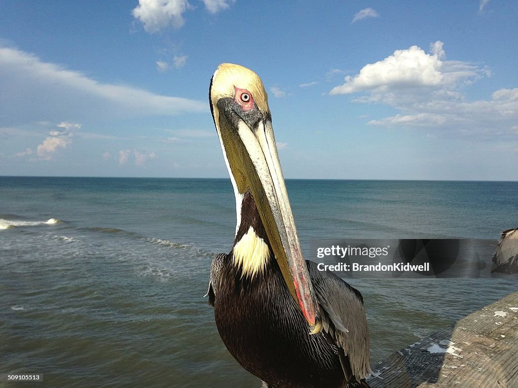 Portrait of a pelican by the ocean