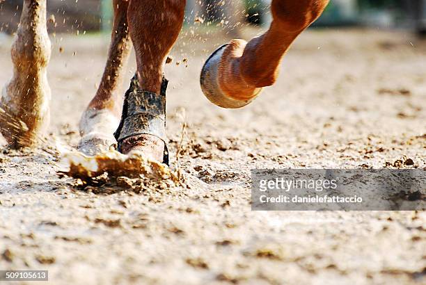 low section of horse running - jockey fotografías e imágenes de stock