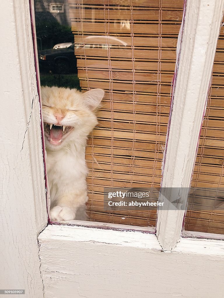 Cat looking out of window