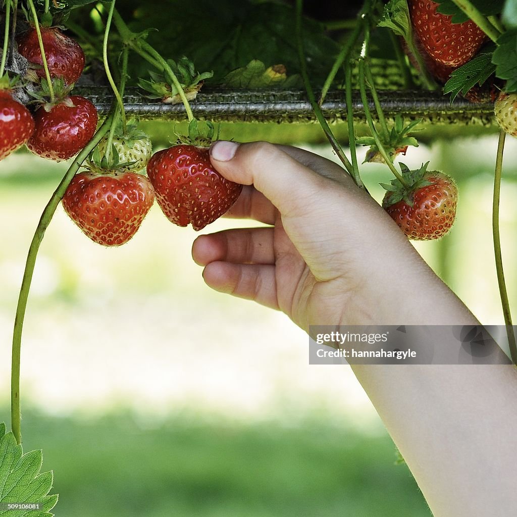 Boy picking strawberries