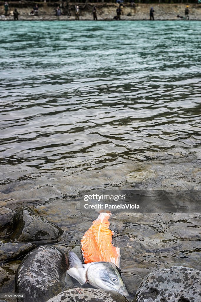 Partially filleted salmon floating, Russian river, Kenai, Alaska, America, USA