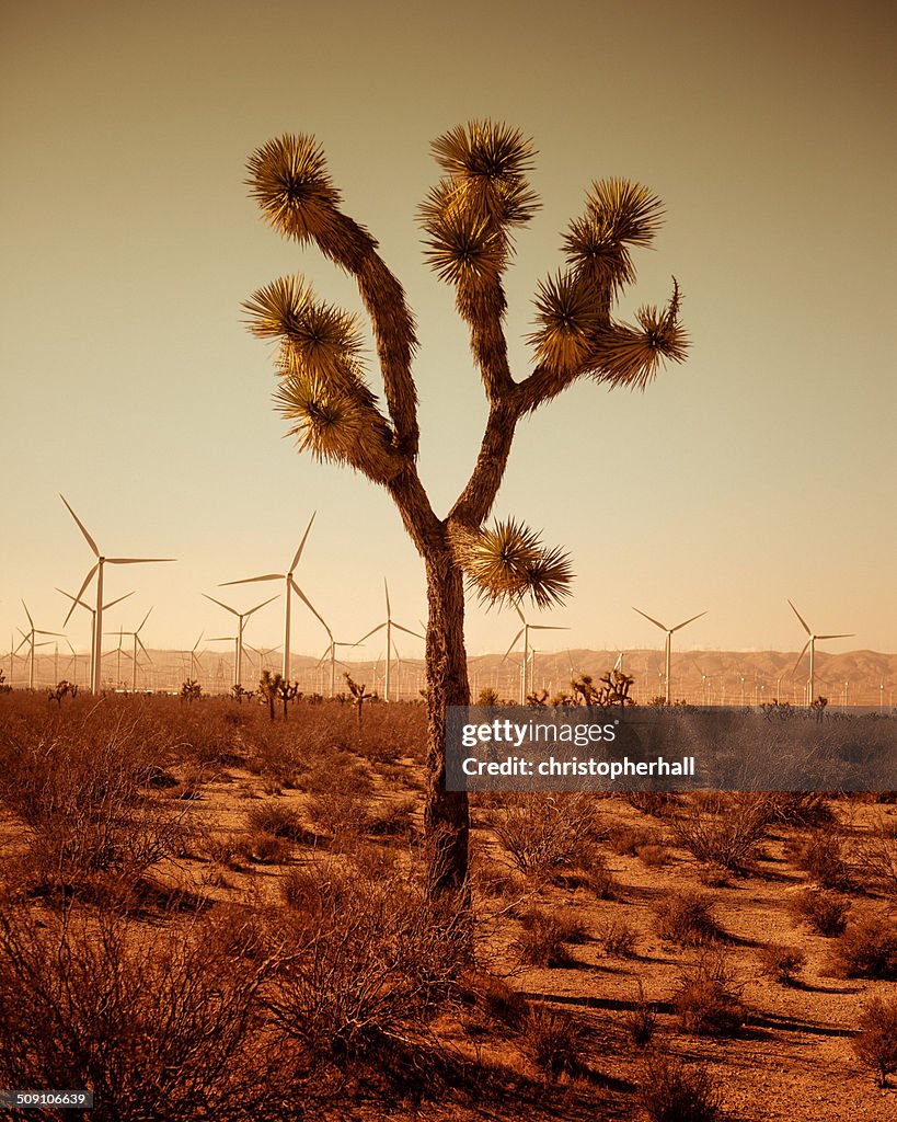 Single tree of desert, wind turbines in background