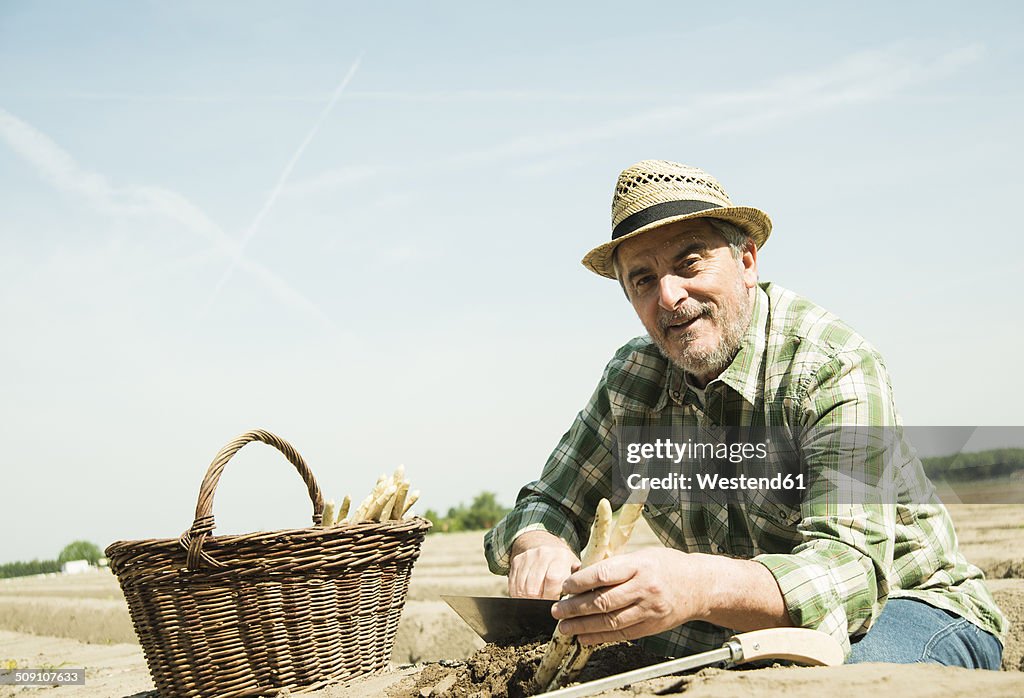 Germany, Hesse, Lampertheim, senior farmer cutting asparagus, Asparagus officinalis