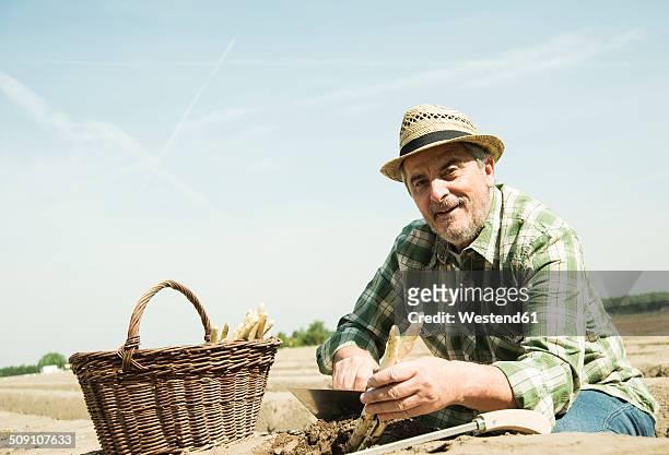 germany, hesse, lampertheim, senior farmer cutting asparagus, asparagus officinalis - hesse germany stock-fotos und bilder