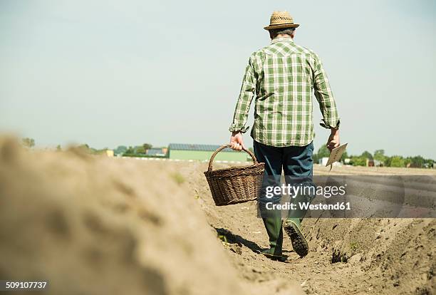 germany, hesse, lampertheim, senior farmer cutting asparagus, asparagus officinalis - old boots stock pictures, royalty-free photos & images