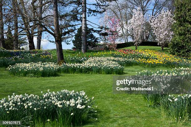 germany, baden-wuerttemberg, mainau, blooming tulips and daffodils - daffodil field stock-fotos und bilder