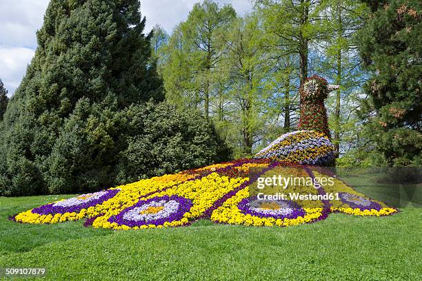 germany, baden-wuerttemberg, mainau, peacock figure made of flowers - adorno floral - fotografias e filmes do acervo