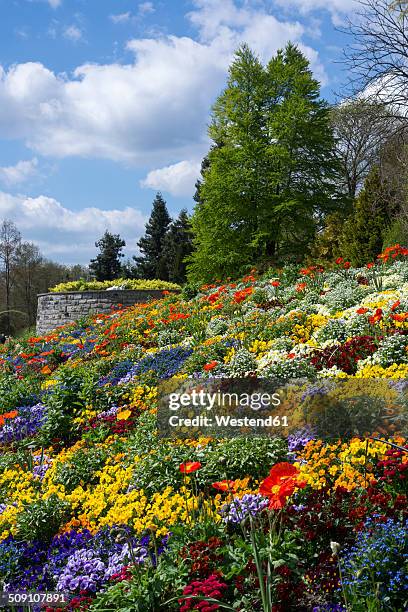 germany, baden-wuerttemberg, mainau, bloooming flowers - bloooming stock pictures, royalty-free photos & images