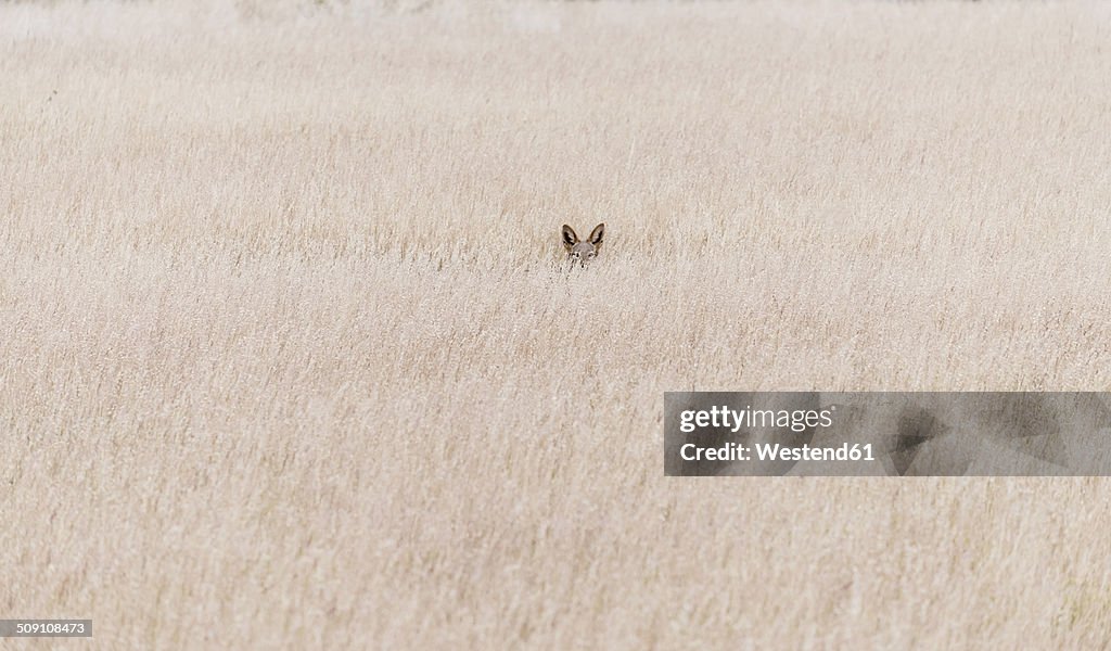 Namibia, Damaraland, Jackal in veld