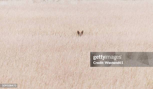 namibia, damaraland, jackal in veld - hiding 個照片及圖片檔