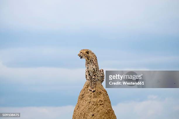 africa, namibia, okonjima nature reserve, cheetah, acinonyx jubatus, sitting on termite hill - cheetah namibia stock pictures, royalty-free photos & images
