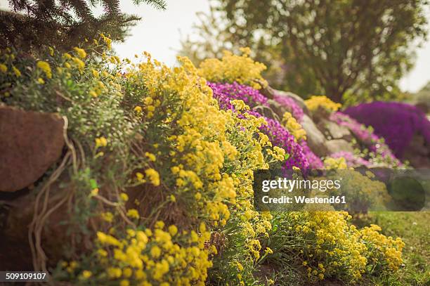 germany, mecklenburg-western pomerania, ruegen, blooming aubrieta and alyssum saxatile - aubrieta stock pictures, royalty-free photos & images