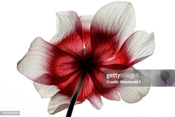 red-white anemone in front of white background, back view - anemone stock-fotos und bilder