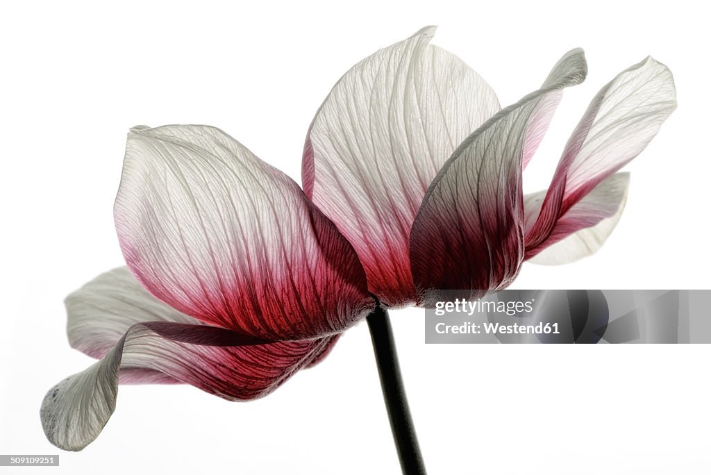 Red-white anemone in front of white background