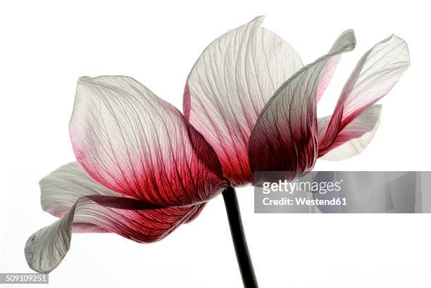 red-white anemone in front of white background - capolino foto e immagini stock