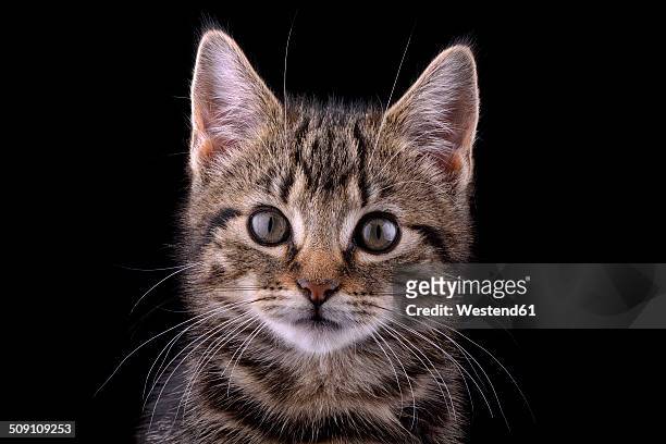 portrait of tabby kitten, felis silvestris catus, in front of black background - cute kitten stock-fotos und bilder