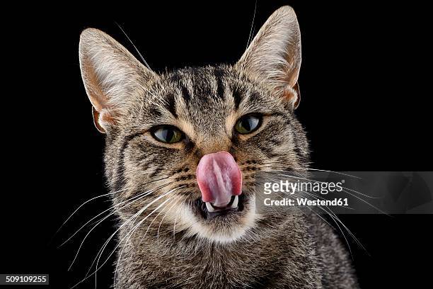 portrait of licking tabby cat, felis silvestris catus, in front of black background - cat sticking out tongue stock pictures, royalty-free photos & images