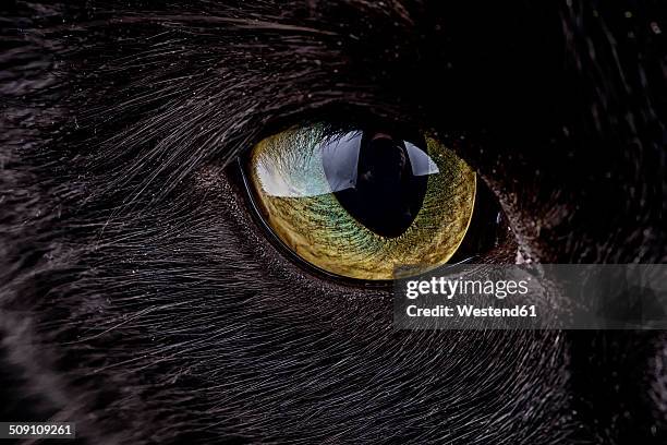 eye of black cat, felis silvestris catus - black eye close up stock pictures, royalty-free photos & images