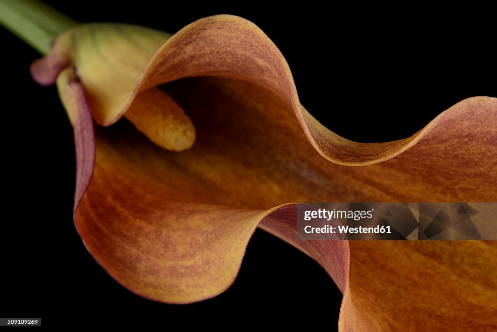 Brown calla lily, Araceae, in front of black background, partial view