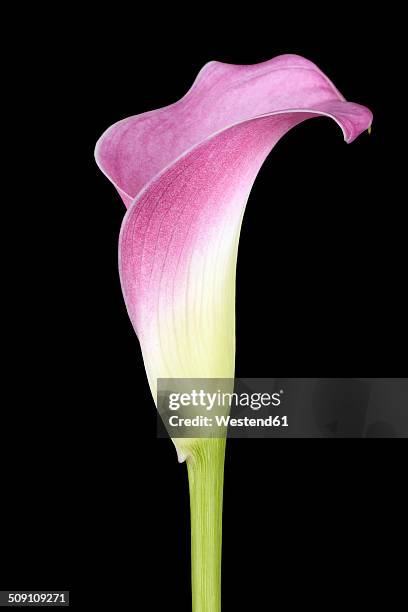 pink calla lily, araceae, in front of black background - cala stock pictures, royalty-free photos & images