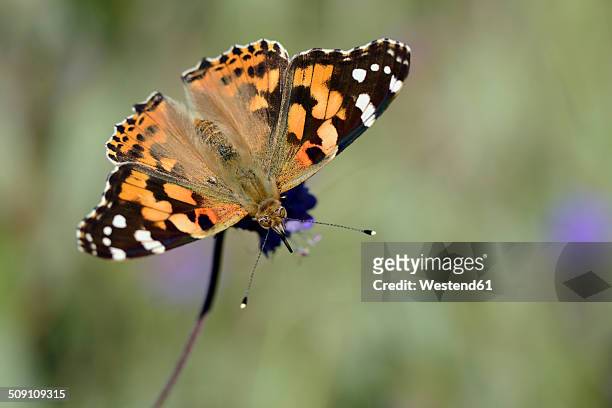 germany, painted lady butterfly, vanessa cardui, sitting on plant - painted lady butterfly stock pictures, royalty-free photos & images