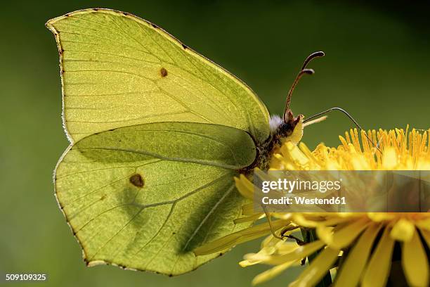 755 Stock Fotos Und Hochaufl sende Bilder Zu Zitronenfalter Getty Images 755-stock-fotos-und-hochaufl-sende-bilder-zu-zitronenfalter-getty-images