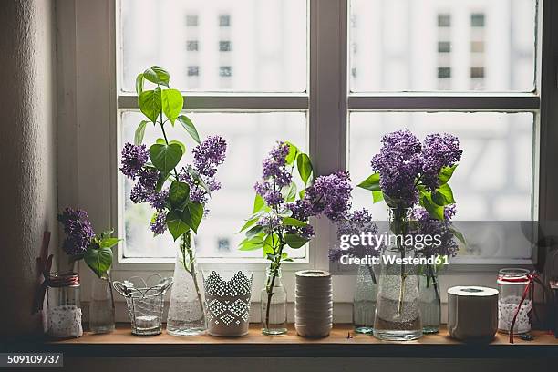 row of different vases with lilac, syringa, on window sill - lilac bush stock pictures, royalty-free photos & images