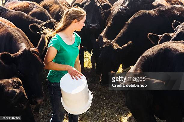 herd of black angus cattle surrounding female rancher - montana black stock pictures, royalty-free photos & images