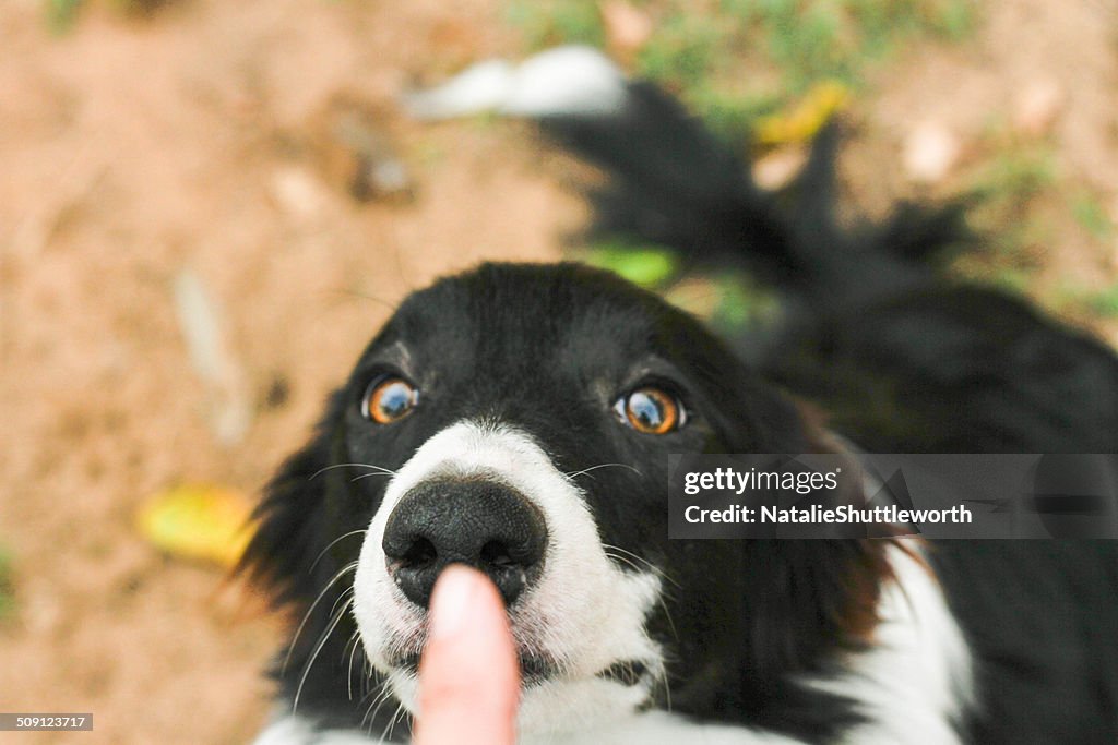 Sit! Stay! Good Dog!