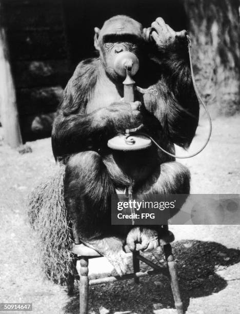 An ape crouches on a chair to make a telephone call, circa 1930.