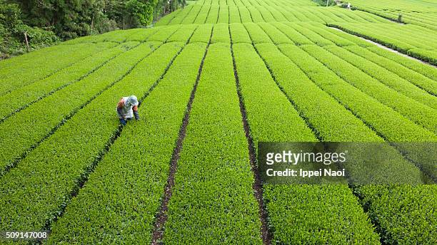 green tea plantation in japan - tree farm foto e immagini stock