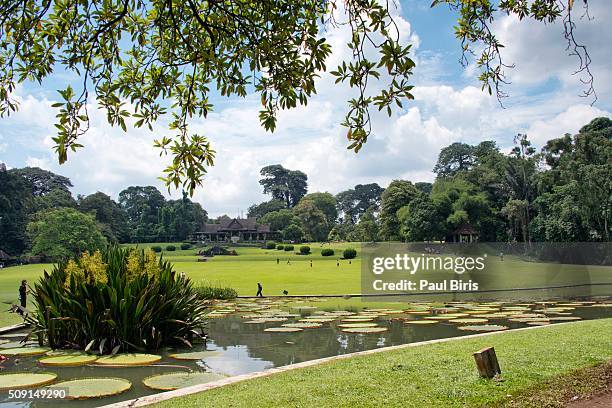 a beautiful tropical botanical garden in bogor, java island, indonesia - bogor fotografías e imágenes de stock