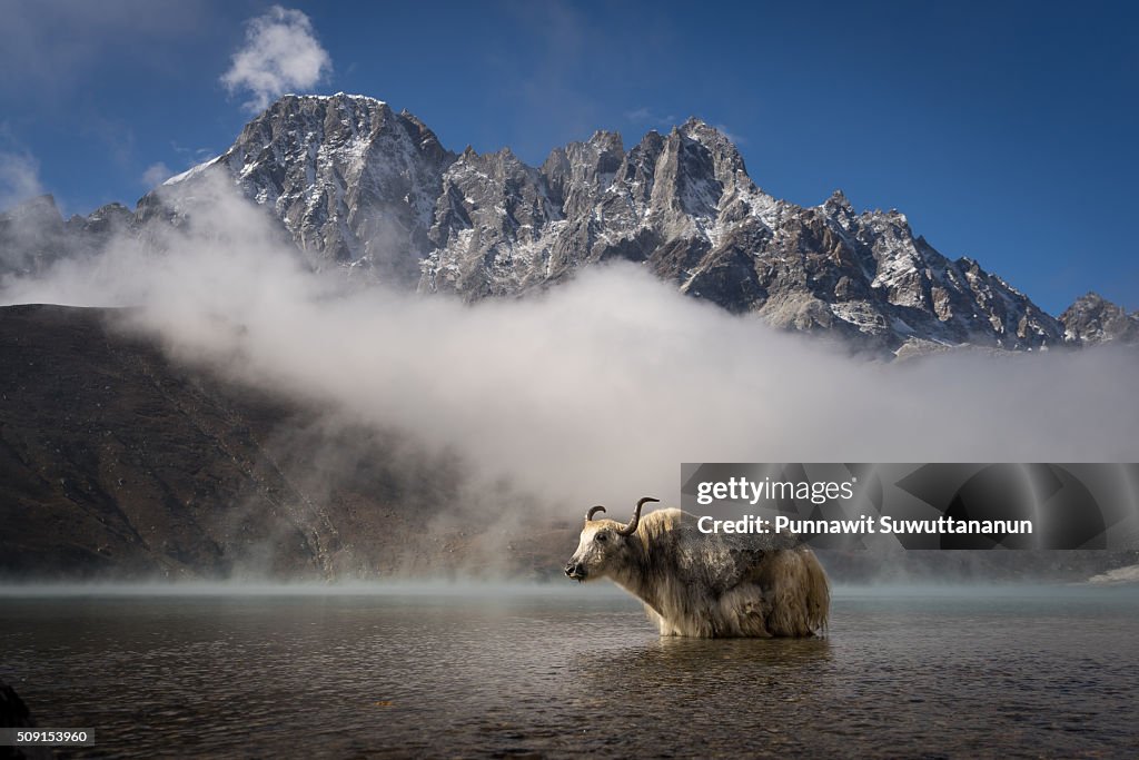 White yak in Gokyo lake, Everest region