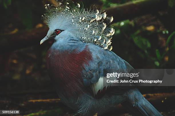 crowned pigeon - bird of paradise bird stock pictures, royalty-free photos & images