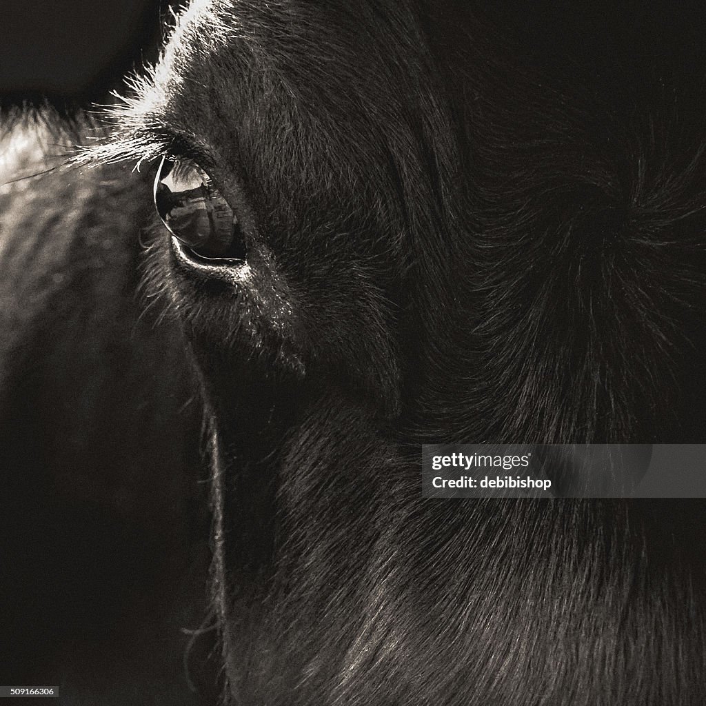 Black Angus Cow Face Closeup