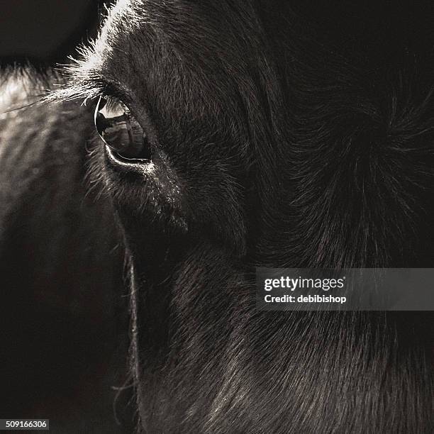 black angus cow face closeup - cattle stock pictures, royalty-free photos & images