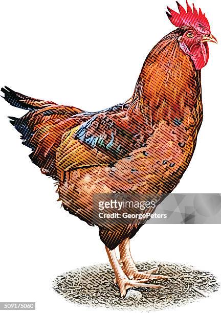 rooster isolated on white - rooster stock illustrations