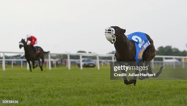 The greyhound Simply Fabulous beats the Fergus Sweeney ridden Tiny Tim in a 2 furlong race run at Kempton Racecourse on June 2, 2004 in Kempton,...