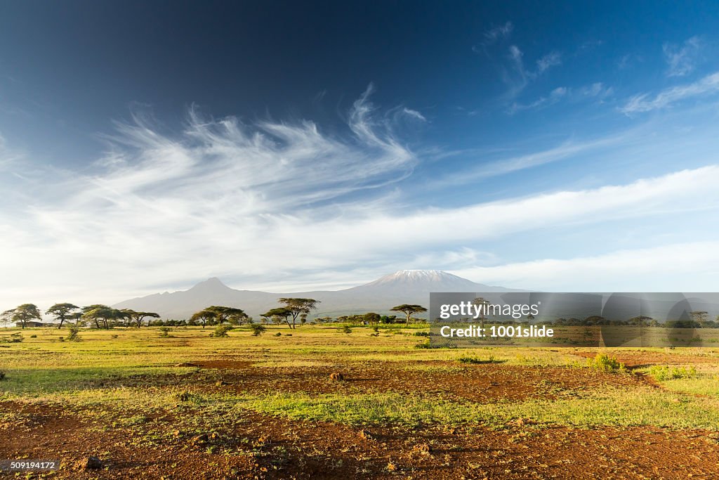 Mt Kilimanjaro &amp; Mawenzi peak and Acacia - morning