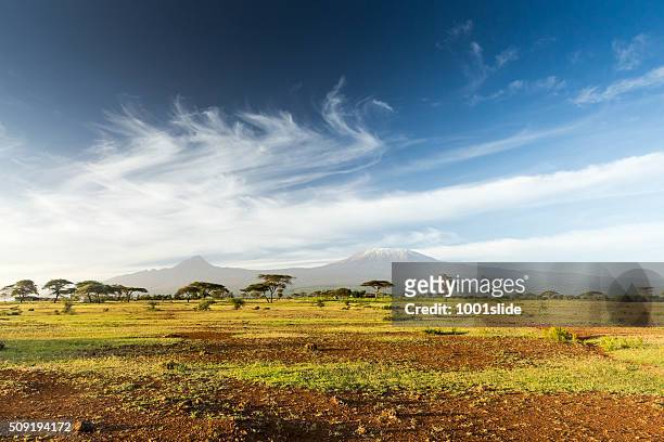 mt kilimanjaro &amp; mawenzi peak and acacia - morning - kenya stock pictures, royalty-free photos & images