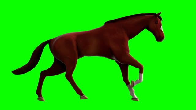 73 Horse Running Animation Videos and HD Footage - Getty Images