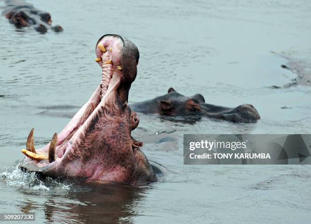 Hippopotamus wallow in river Dungu on February 2, 2016 at the Garamba National Park in north-eastern Democratic Republic of Congo where in the past...