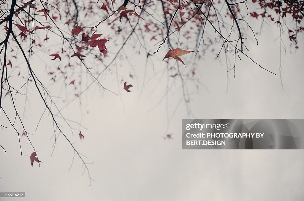 The red maplein a cloudy day