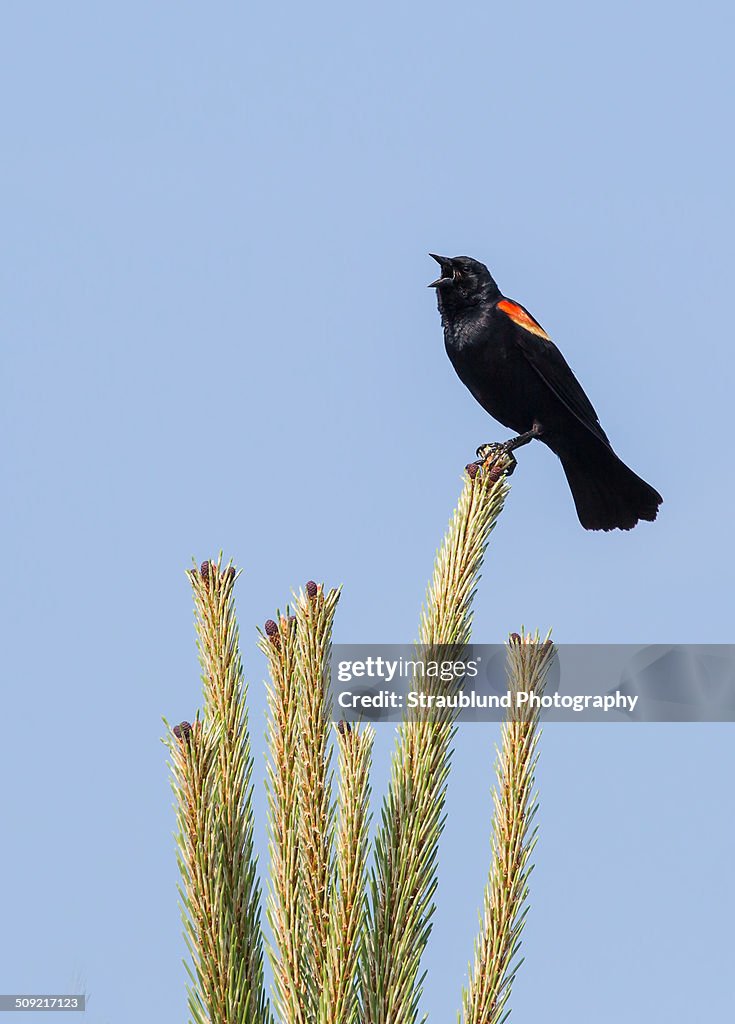 Red wing blackbird song