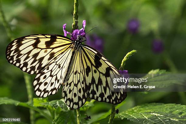 a malabar tree nymph (idea malabarica) butterfly - malabarica stock pictures, royalty-free photos & images