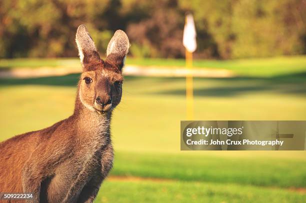 golf roo - golf australia stock pictures, royalty-free photos & images