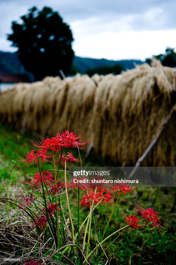 Spider lily
