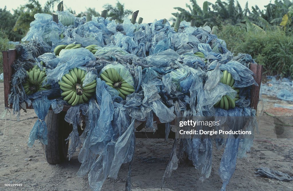 Bananas harvested stacked in a truck