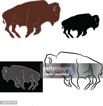 Bison Bison