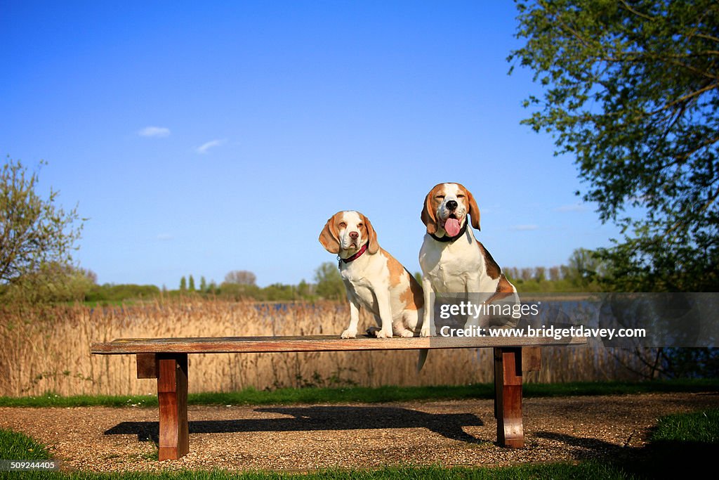 Beagles sitting on a Bench